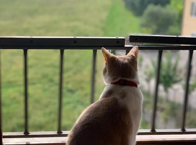 Cielo * コステロマーノ